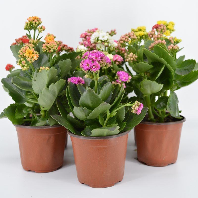 长寿花盆栽重瓣大苗带花苞阳台花卉观花植物室内好养绿植四季