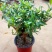 夜来香花树苗九里香花卉盆栽植物室内驱蚊花浓香四季开花好养