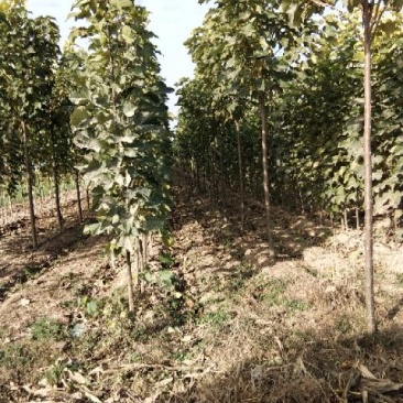 河南淮阳千楸大叶楸树基地