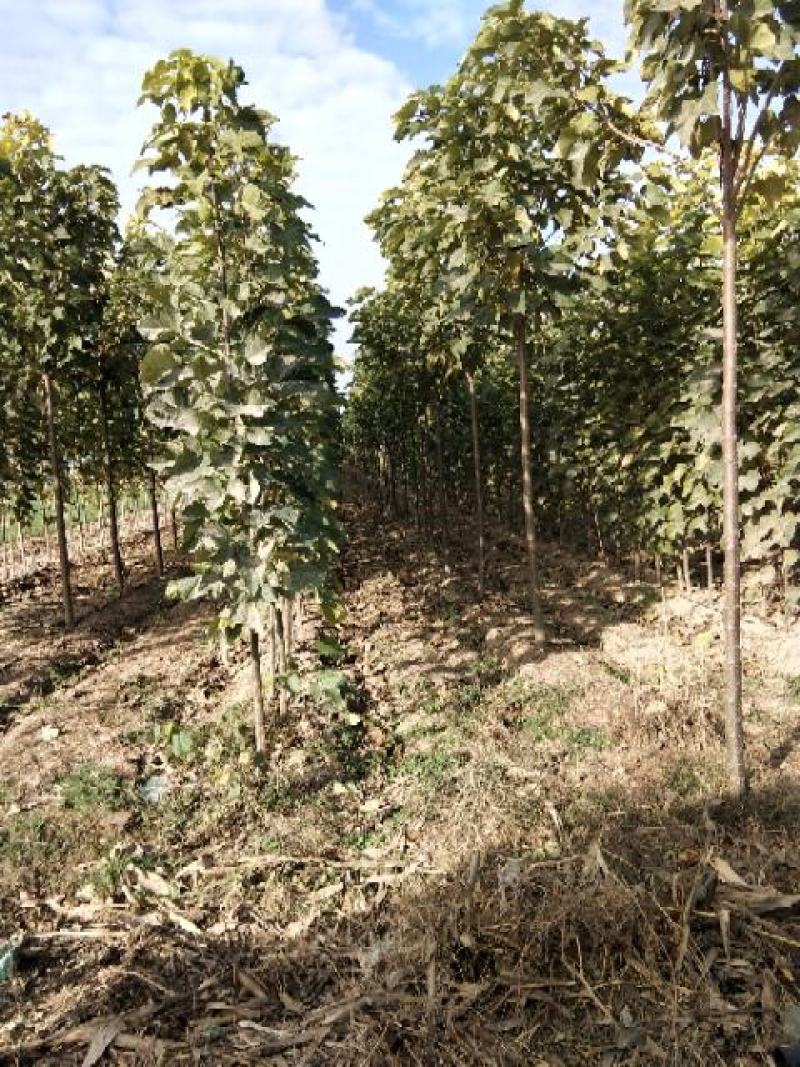 河南淮阳千楸大叶楸树基地