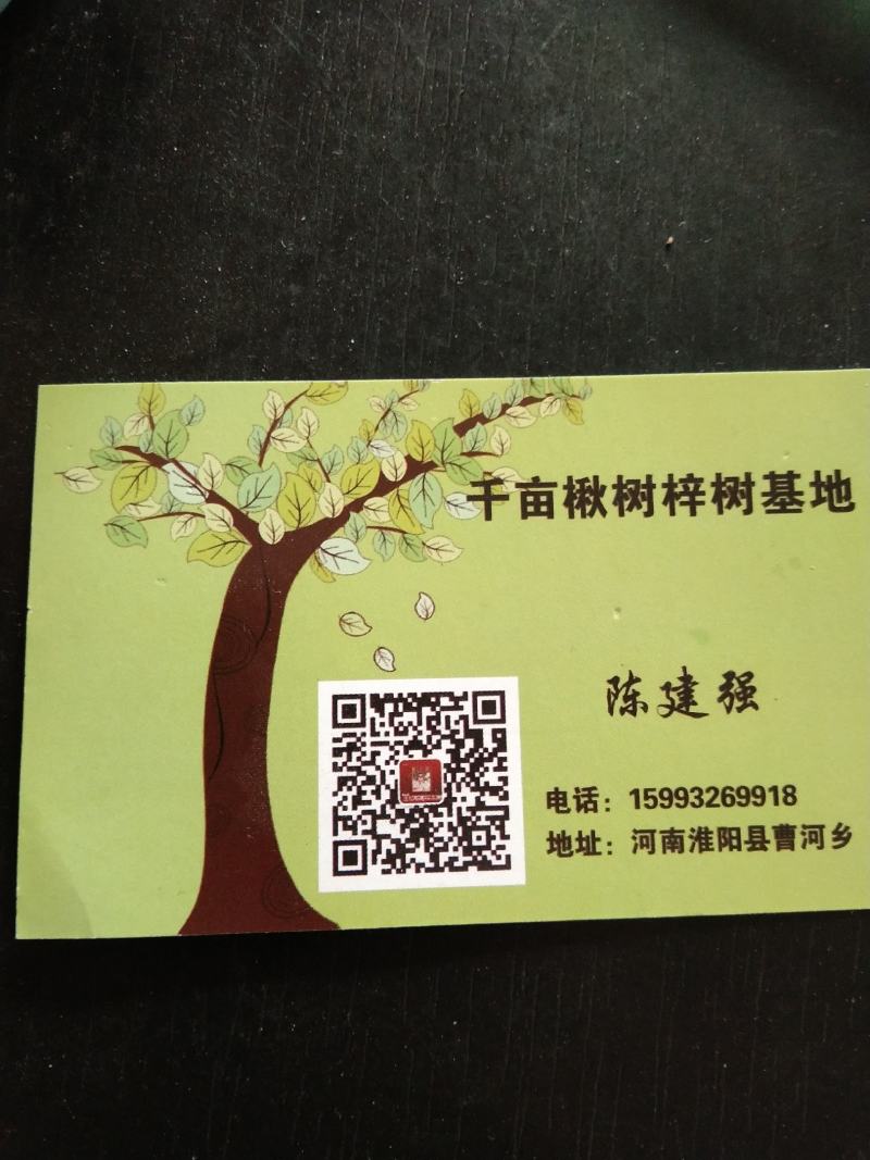 河南淮阳千楸大叶楸树基地