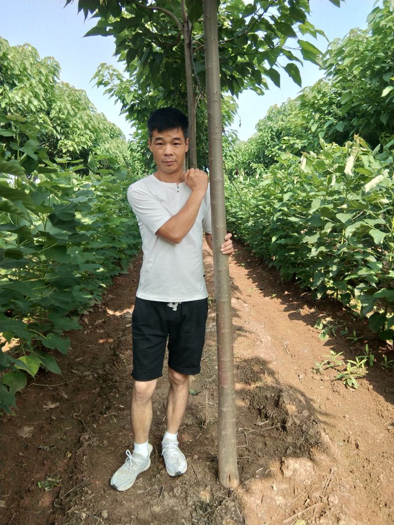 河南淮阳千楸大叶楸树基地