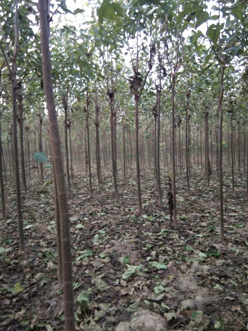 河南淮阳千楸大叶楸树基地