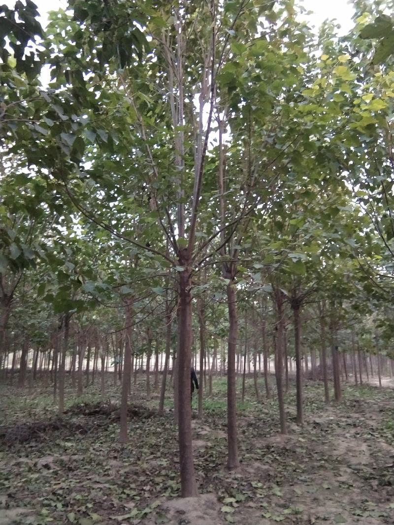 河南淮阳千楸大叶楸树基地