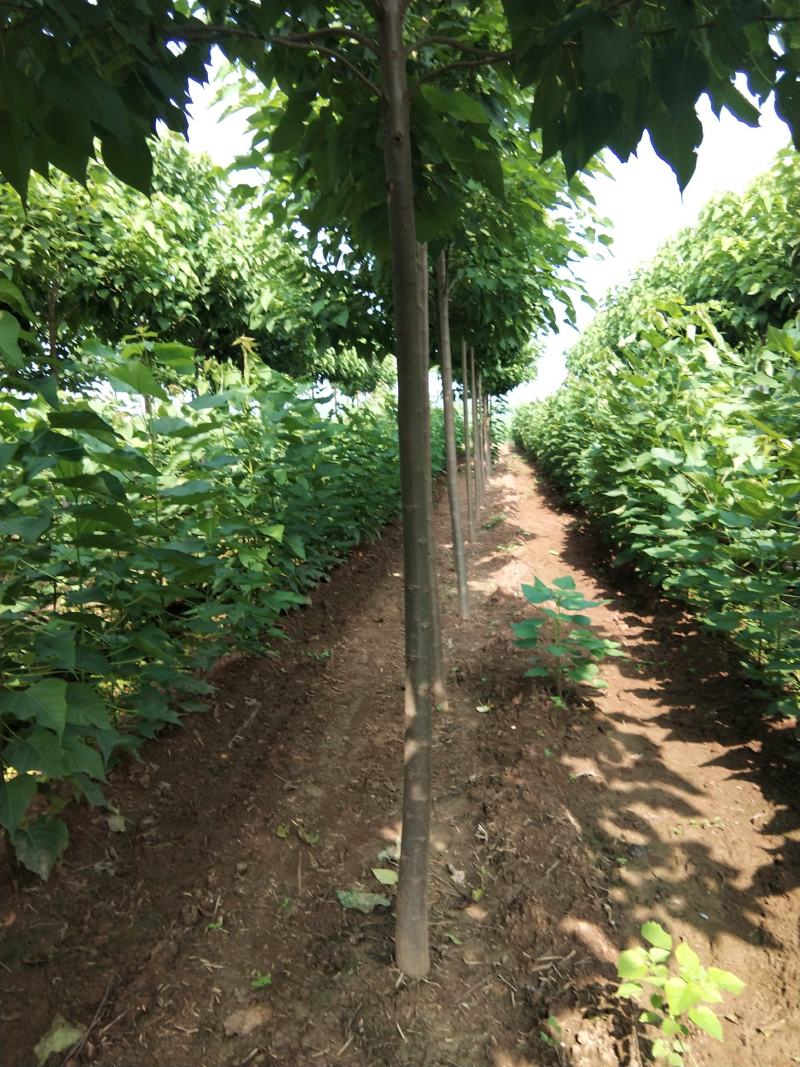河南淮阳千楸大叶楸树基地
