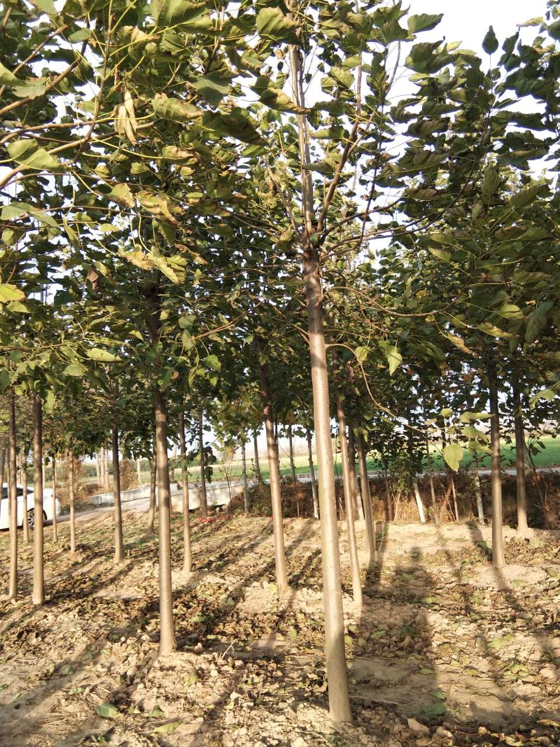 河南淮阳千楸大叶楸树基地