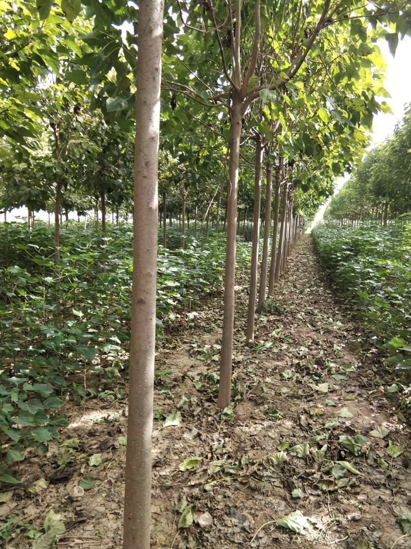 河南淮阳千楸大叶楸树基地