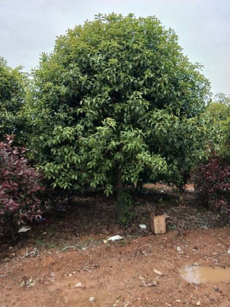桂花退林还耕清地处理7-8分苗