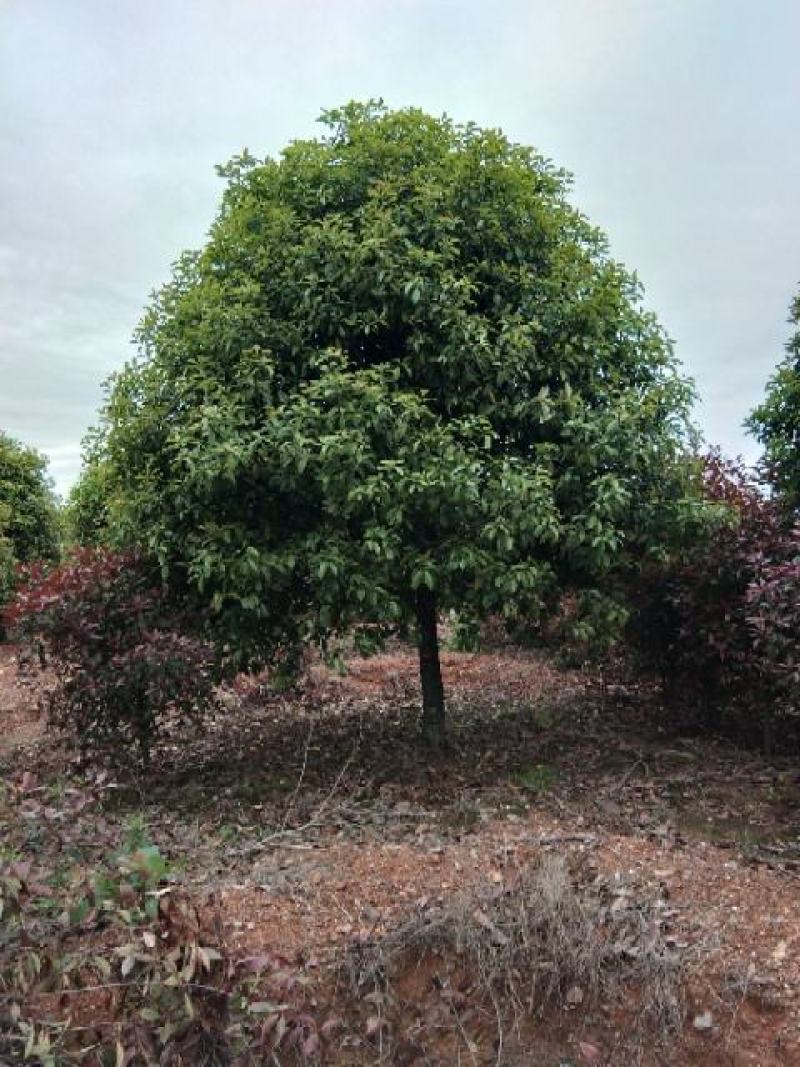 桂花退林还耕清地处理7-8分苗