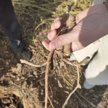 玉门红皮甘草上市新鲜甘草产地价格便宜甘草3-4年种植