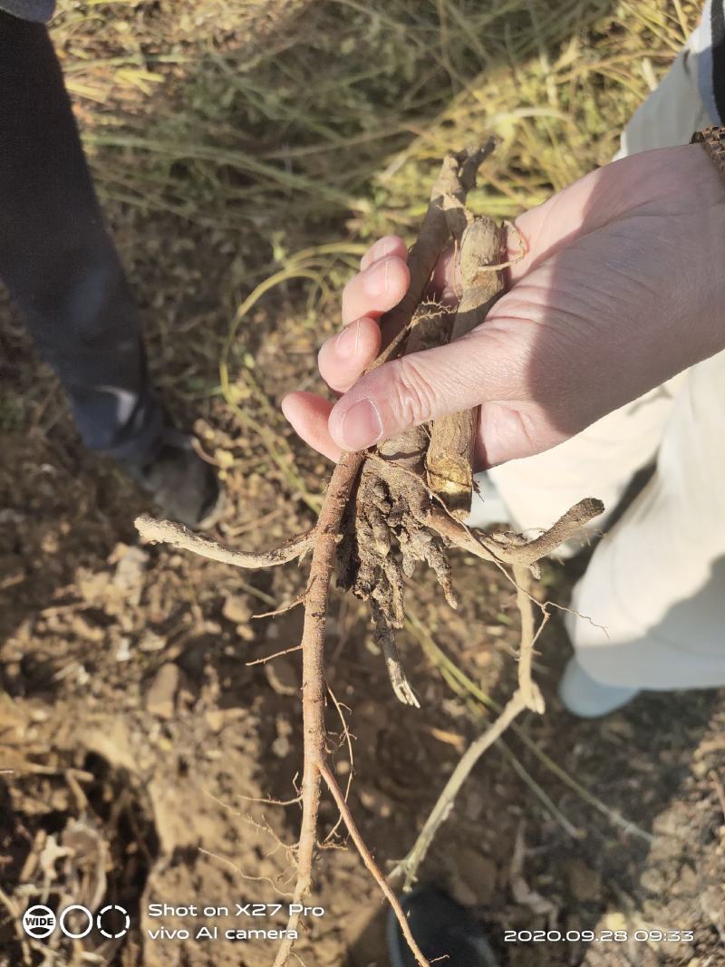玉门红皮甘草上市新鲜甘草产地价格便宜甘草3-4年种植