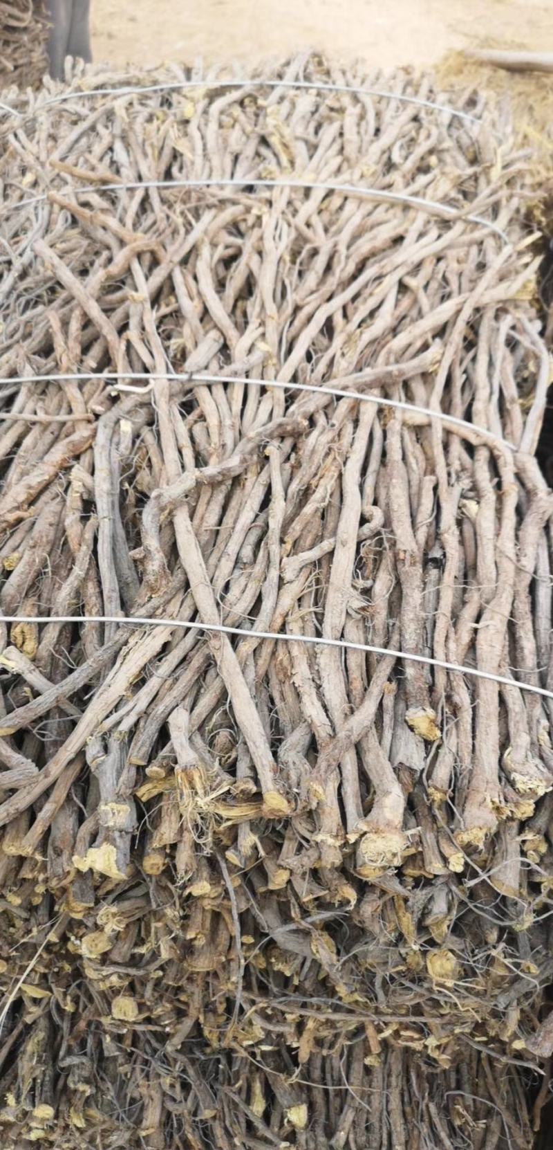 玉门红皮甘草上市新鲜甘草产地价格便宜甘草3-4年种植