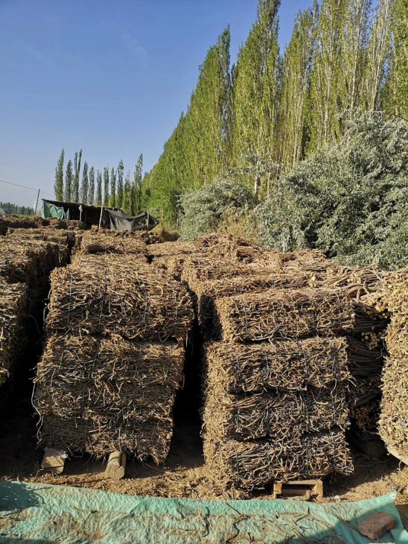 玉门红皮甘草上市新鲜甘草产地价格便宜甘草3-4年种植