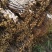 玉门红皮甘草上市新鲜甘草产地价格便宜甘草3-4年种植