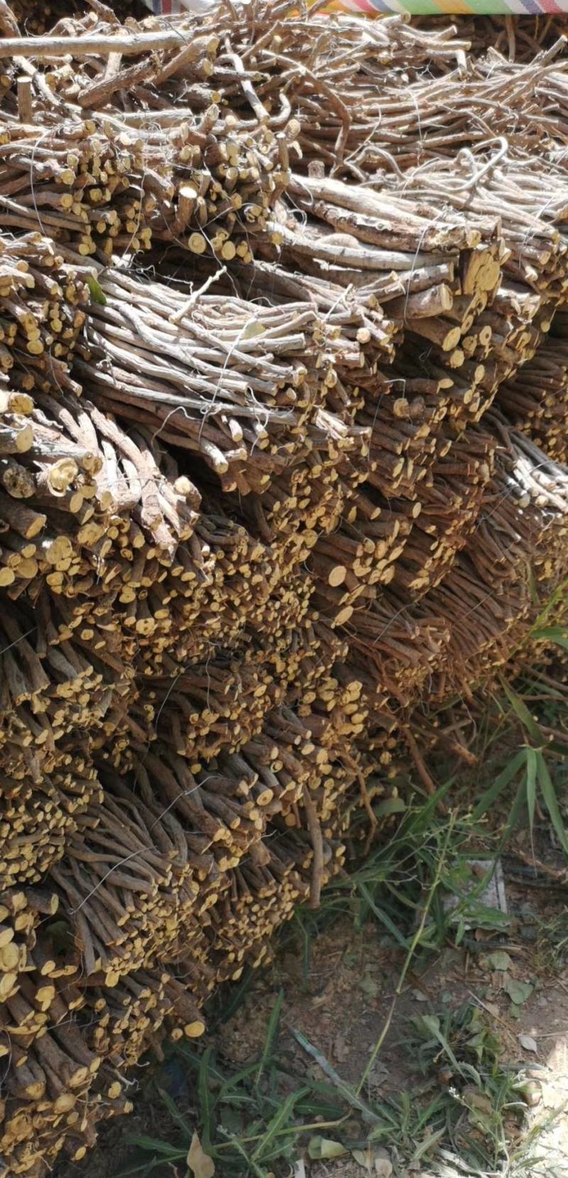 玉门红皮甘草上市新鲜甘草产地价格便宜甘草3-4年种植