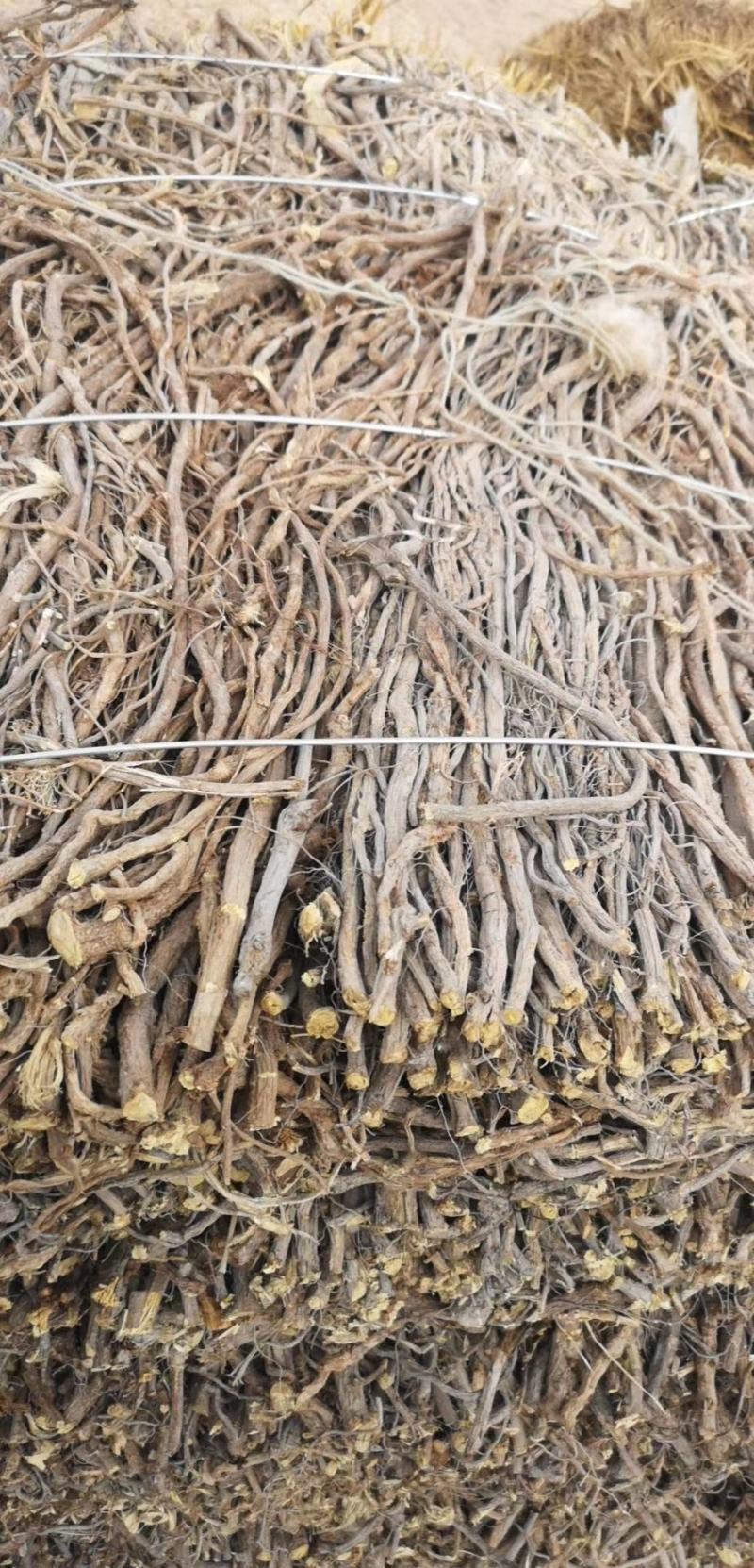 玉门红皮甘草上市新鲜甘草产地价格便宜甘草3-4年种植