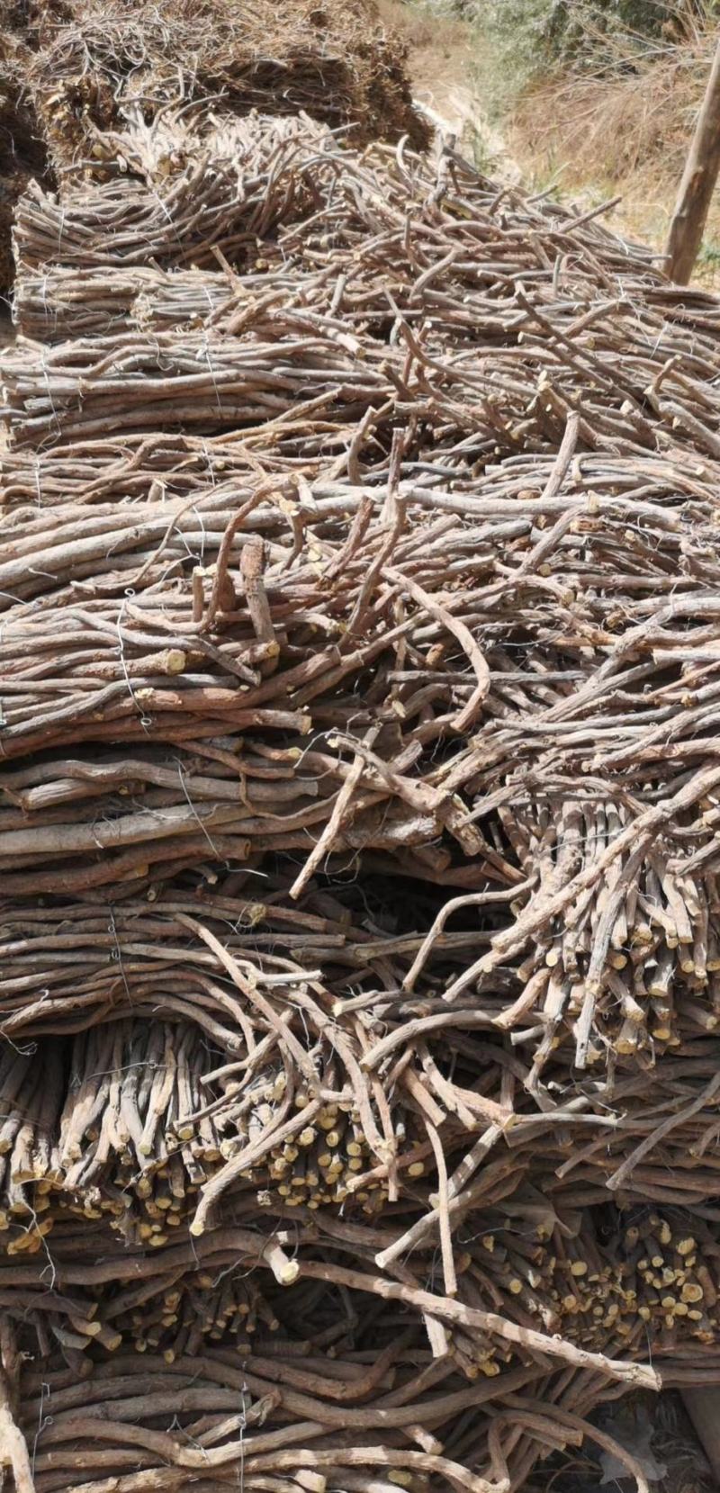 玉门红皮甘草上市新鲜甘草产地价格便宜甘草3-4年种植