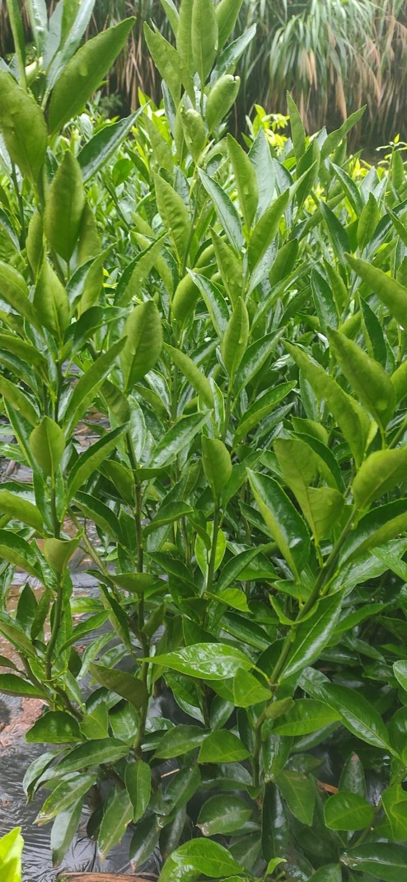 大芬四号柑橘苗。基地直发包种包活，量大从优