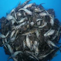鸭绿江、叆河鲈鱼（媳妇鱼）虾蟹及其他淡水产品批发