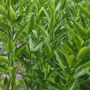 由良早熟蜜橘苗以及嫁接接惠,苗子基地直发包种包活