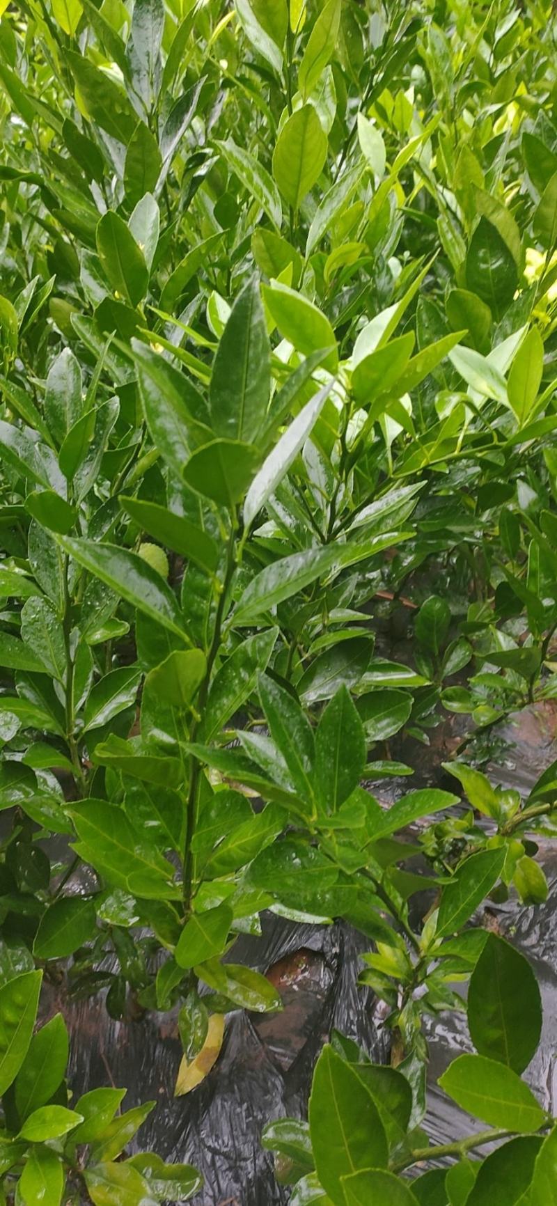 由良早熟蜜橘苗以及嫁接接惠，苗子基地直发包种包活
