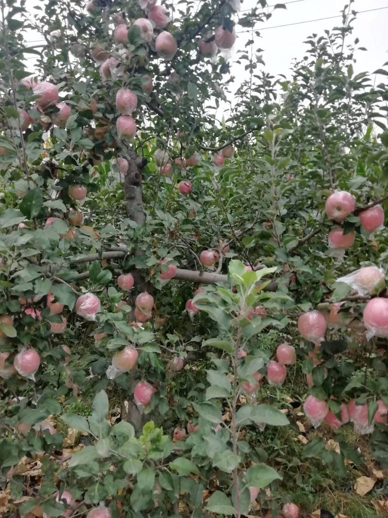 富士苹果，纸十膜，膜代