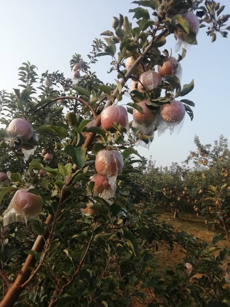 富士苹果，纸十膜，膜代