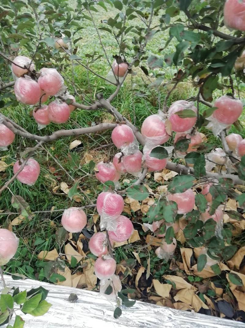 富士苹果，纸十膜，膜代
