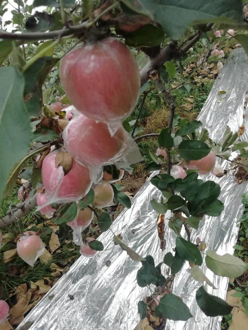 富士苹果，纸十膜，膜代