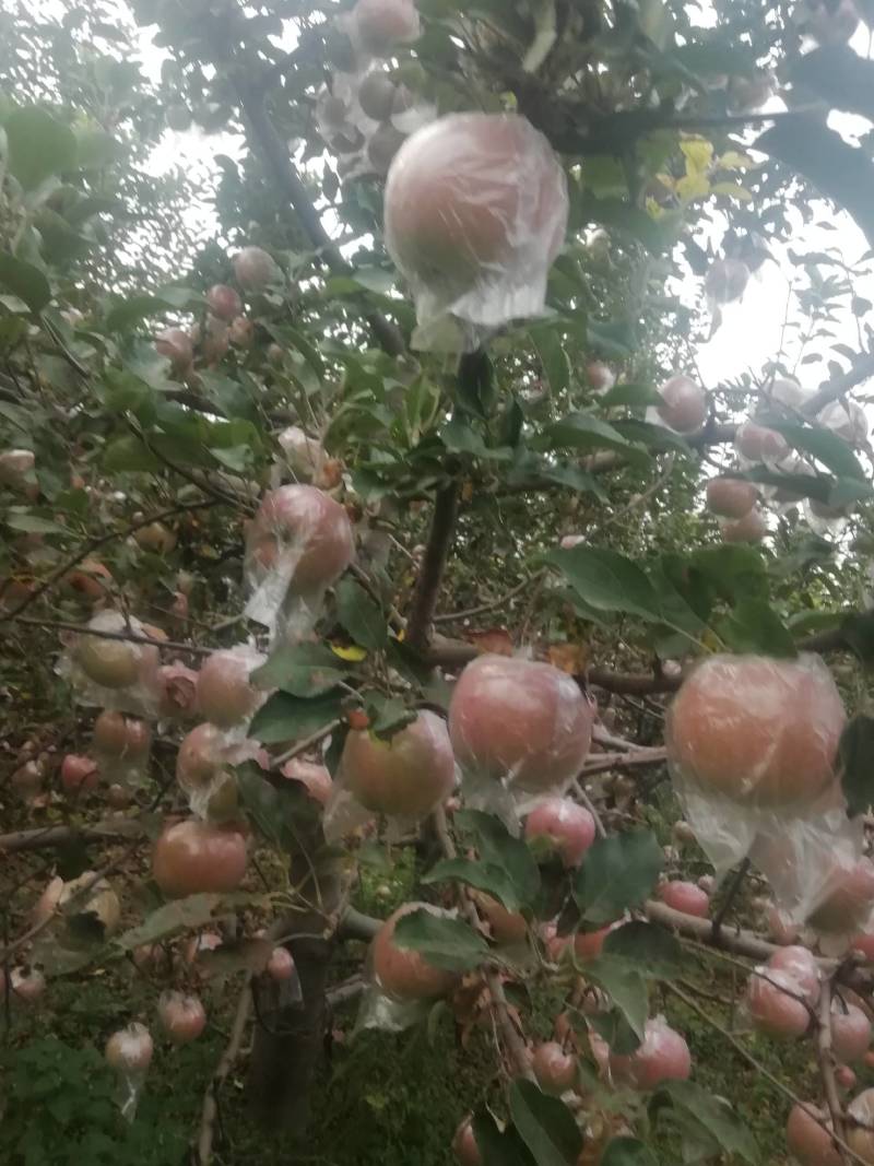 富士苹果，纸十膜，膜代