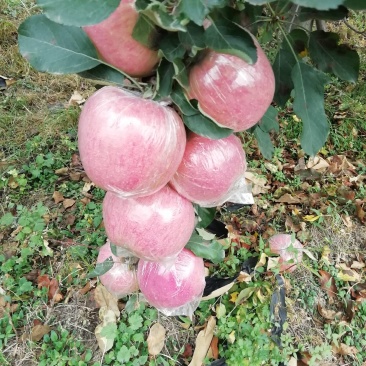 富士苹果，纸十膜，膜代