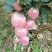 富士苹果，纸十膜，膜代