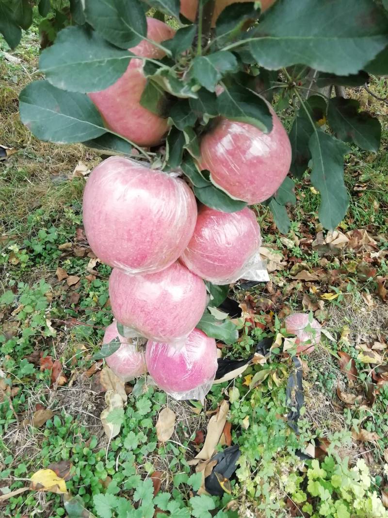 富士苹果，纸十膜，膜代