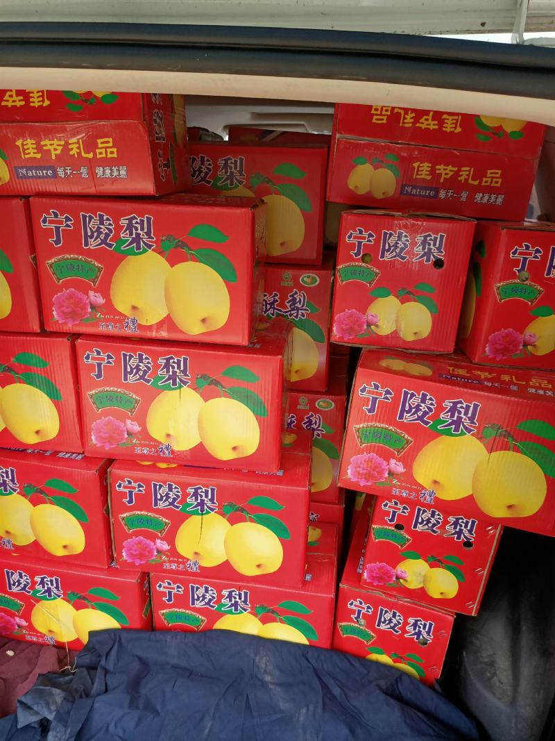 宁陵酥梨私薄核小酥甜