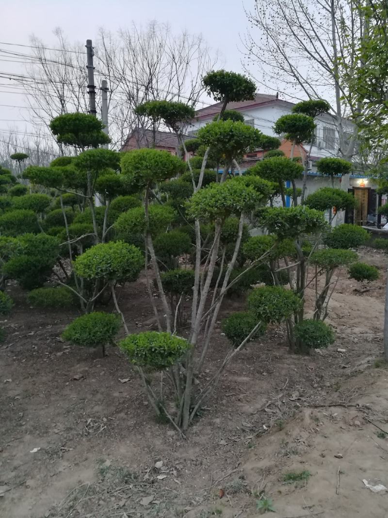小叶女贞造型树河南造型树基地直供