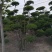 小叶女贞造型树河南造型树基地直供