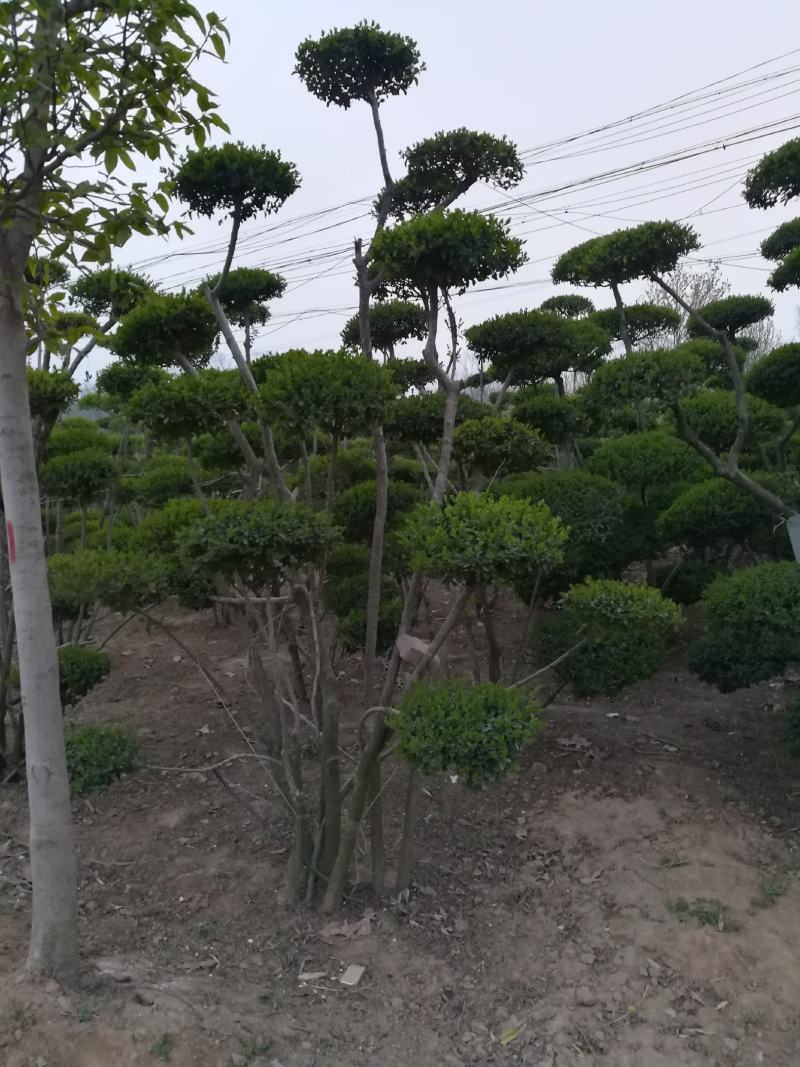 小叶女贞造型树河南造型树基地直供