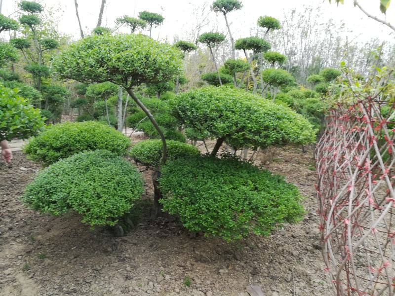 小叶女贞造型树河南造型树基地直供