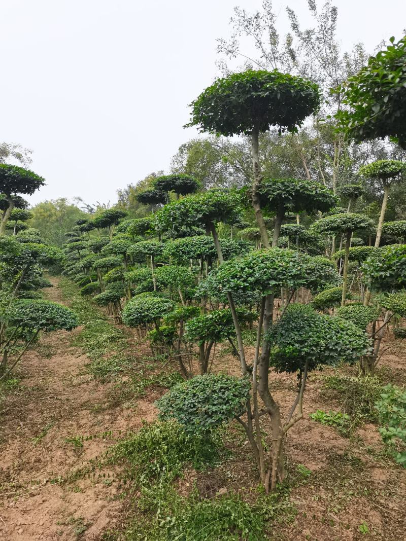 小叶女贞造型树河南造型树基地直供