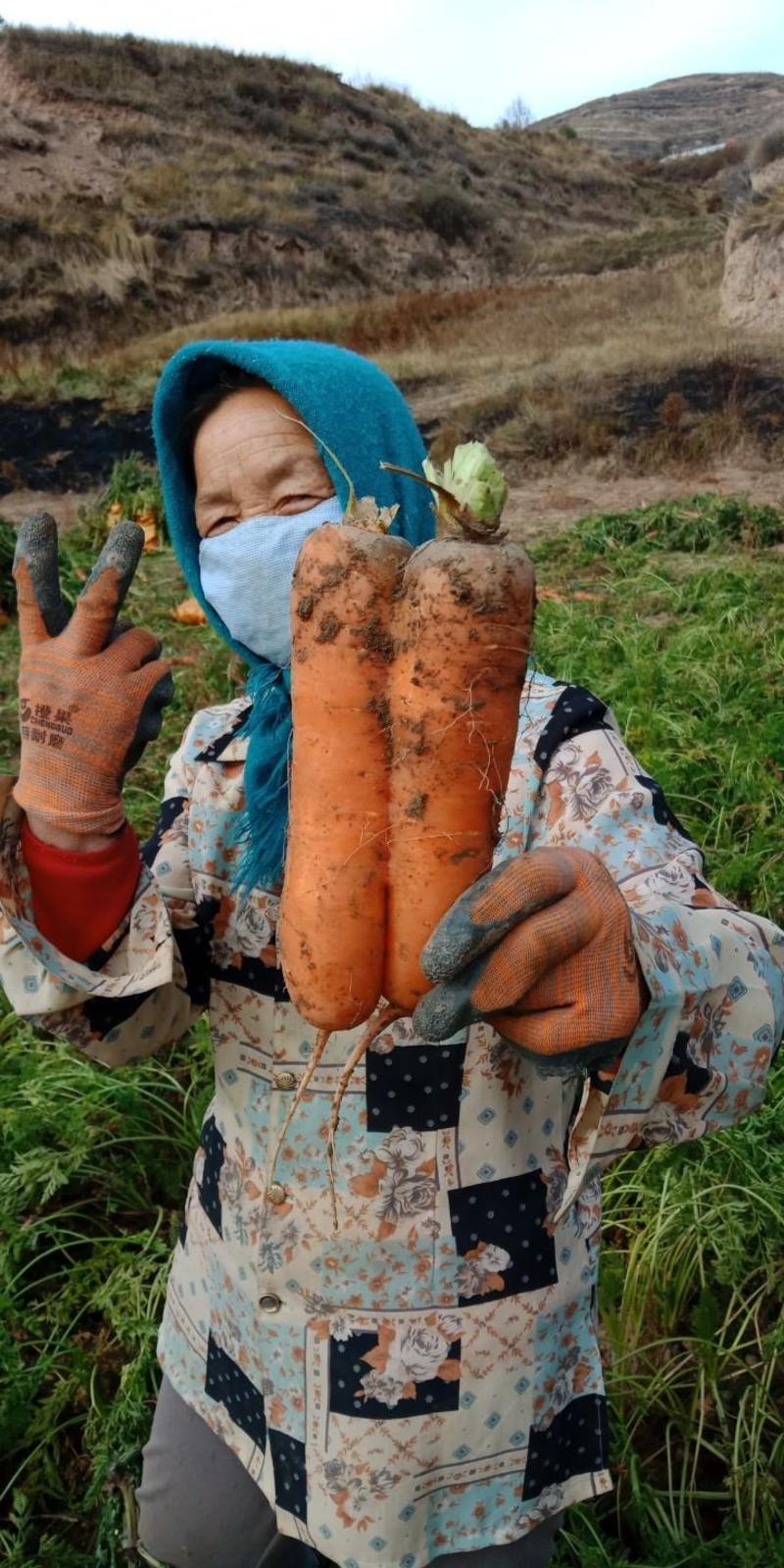 青海省海东市乐都区马营山地胡萝卜和各类土豆