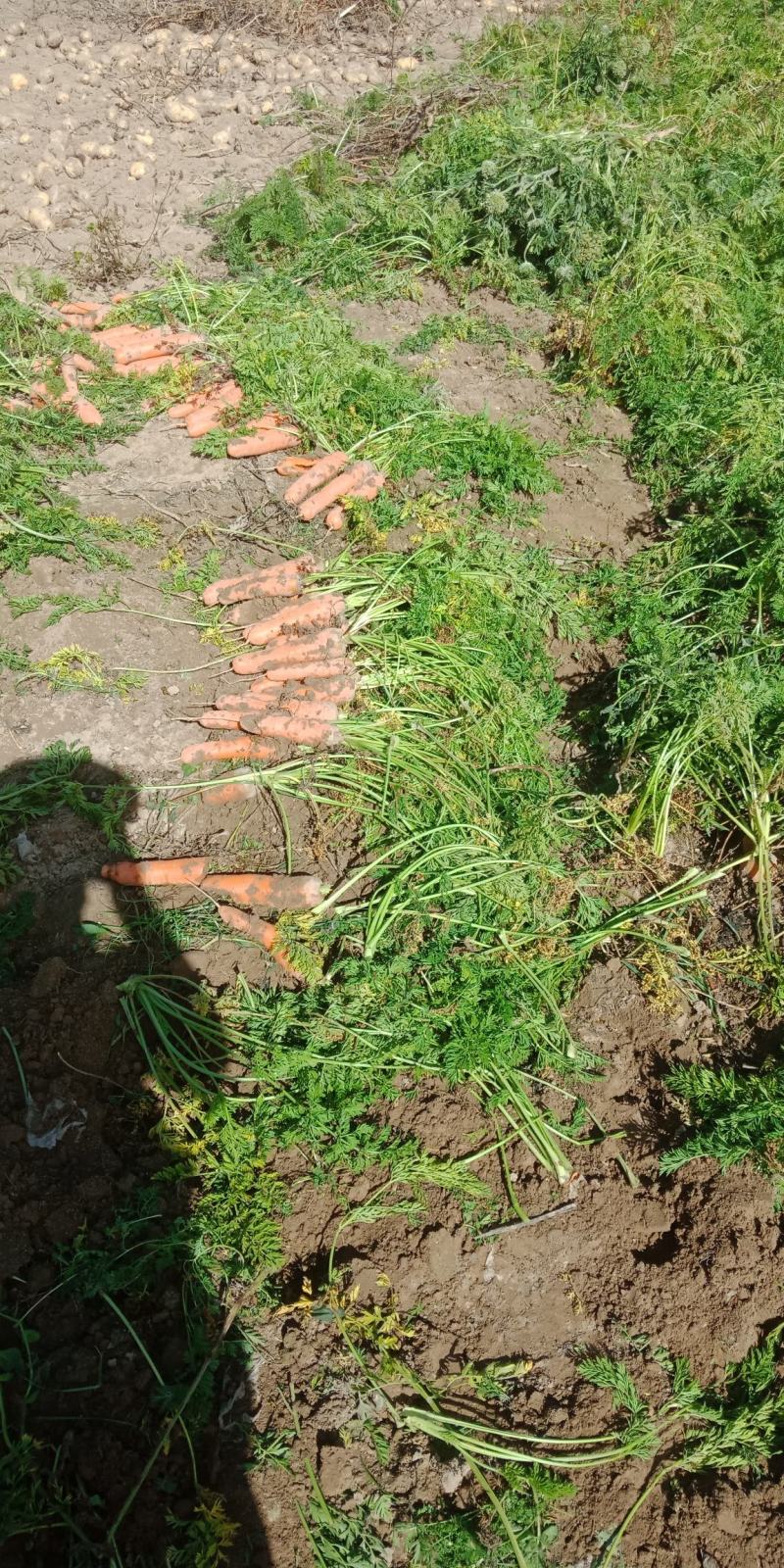 青海省海东市乐都区马营山地胡萝卜和各类土豆
