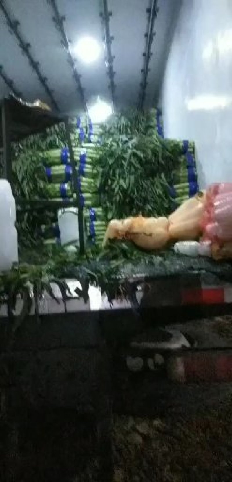 福建飞桥紫叶香莴笋1.5~2斤50~60cm