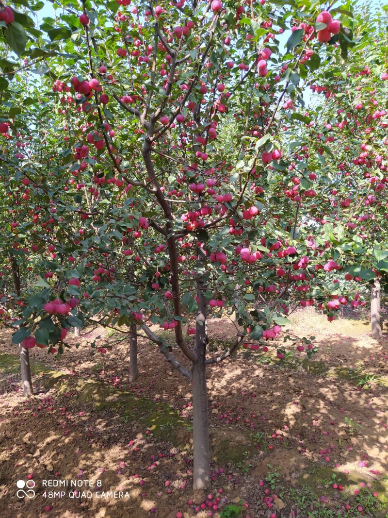 【八棱海棠】1-40公分各种规格齐全苗圃基地一手货源量