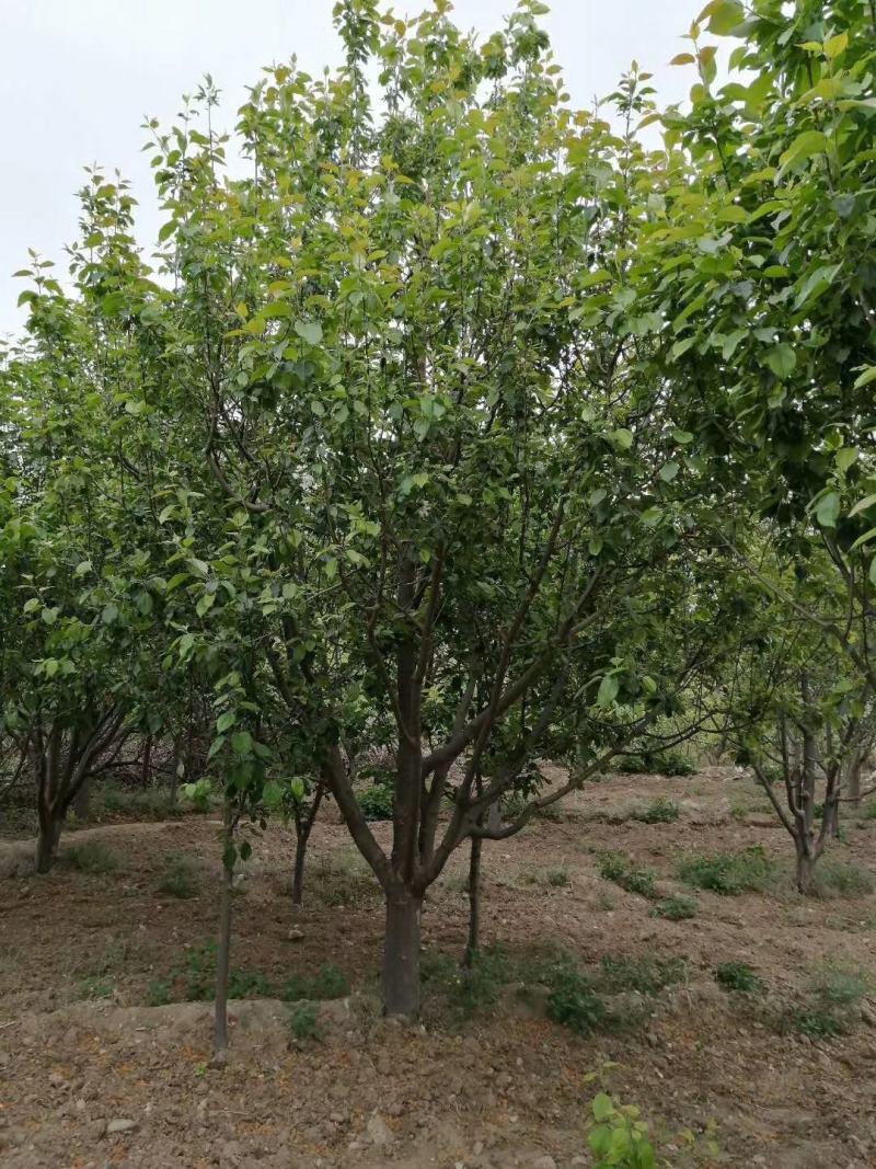 【八棱海棠】1-40公分各种规格齐全苗圃基地一手货源量