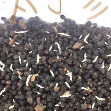 大量出售太子参种子、种苗