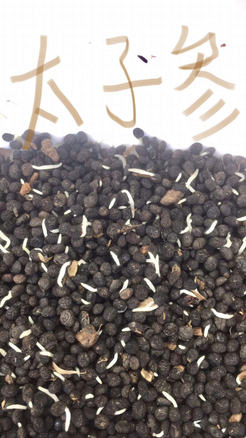 大量出售太子参种子、种苗