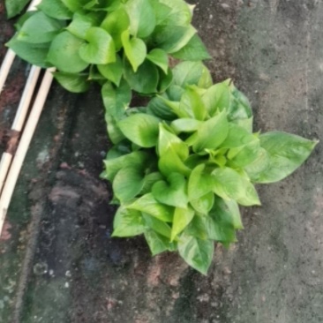 110绿萝长期大量现货，价格美丽质量保真，欢迎各位老板来