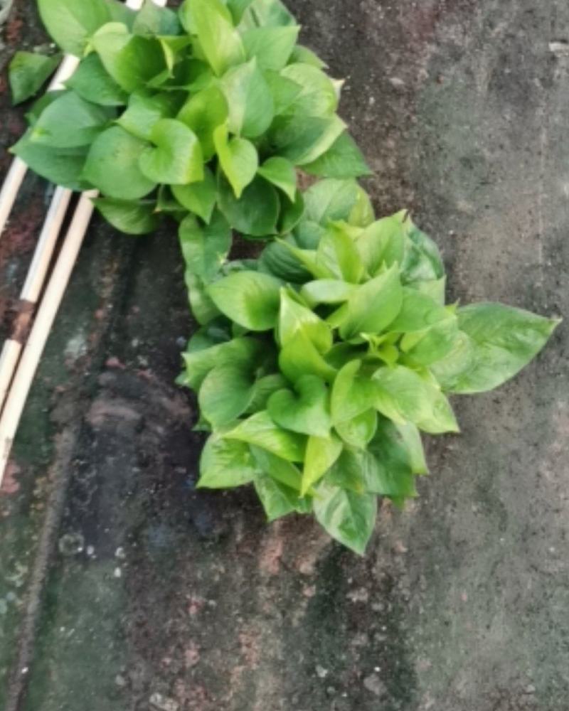 110绿萝长期大量现货，价格美丽质量保真，欢迎各位老板来