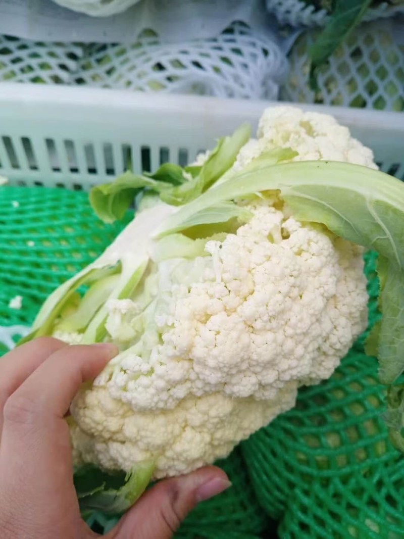 精品菜花，湖北省十万亩基地直供，品种齐全，各种包装走车