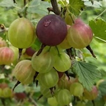 红醋栗苗3年苗灯笼果苗当年结果大果保证成活率